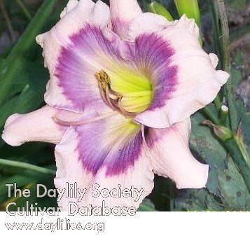 Daylily Orchids with Eyes